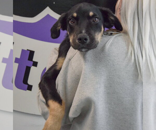 Medium Photo #6 German Shepherd Dog-Unknown Mix Puppy For Sale in Huntley, IL, USA