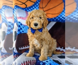 Goldendoodle Puppy for sale in CHRISTIANA, PA, USA