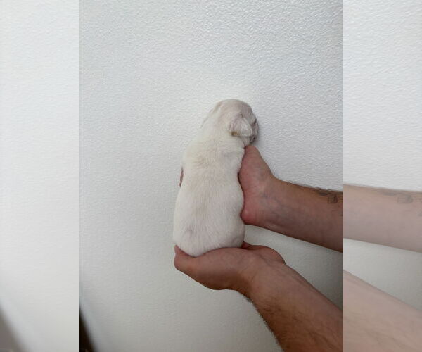 Medium Photo #3 Boston Huahua Puppy For Sale in Bellevue, WA, USA