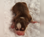 Small Photo #47 Pomsky Puppy For Sale in RAMONA, CA, USA