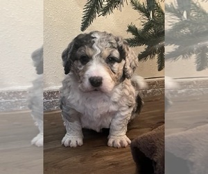 Aussiedoodle Miniature  Puppy for sale in DOSS, MO, USA
