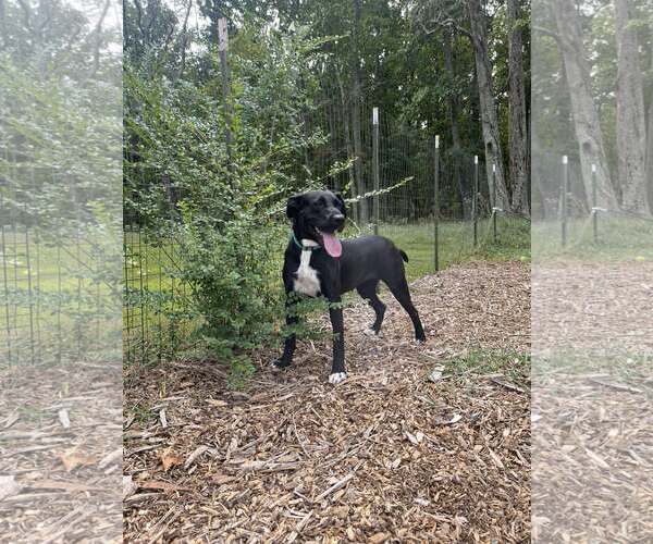 Medium Photo #1 Labrador Retriever-Unknown Mix Puppy For Sale in Rustburg, VA, USA