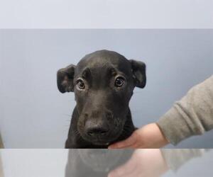 Great Dane-Unknown Mix Dogs for adoption in San Clemente, CA, USA