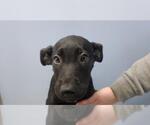 Small Great Dane Mix