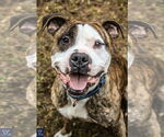 Small #13 American Pit Bull Terrier Mix