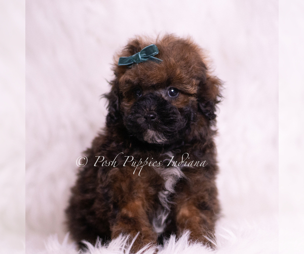 Medium Photo #1 Poodle (Toy) Puppy For Sale in WARSAW, IN, USA
