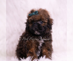 Puppy AKC Cannon Poodle (Toy)