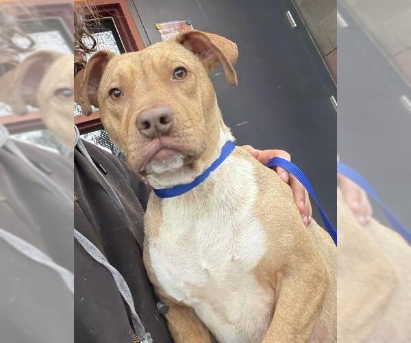 Medium Photo #1 Mutt Puppy For Sale in Redlands, CA, USA