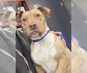 Mutt Dogs for adoption in Redlands, CA, USA