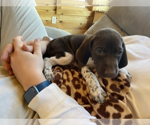 German Shorthaired Pointer Puppy for sale in BATESVILLE, IN, USA