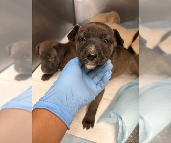 Medium Photo #1 Mutt Puppy For Sale in San Bernardino, CA, USA