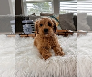 Medium Cockapoo