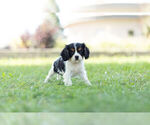 Small #3 Cavalier King Charles Spaniel