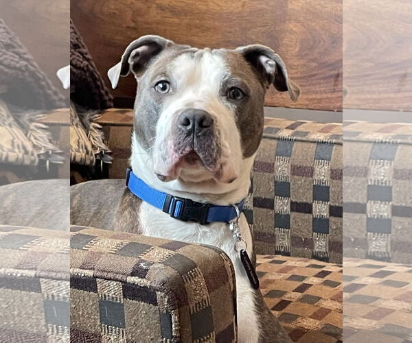 Medium Photo #1 American Pit Bull Terrier-Unknown Mix Puppy For Sale in Germantown, OH, USA