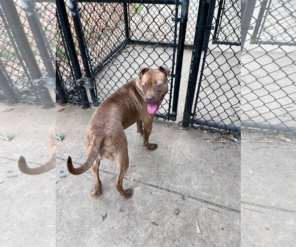 Medium Photo #12 Labrador Retriever-Unknown Mix Puppy For Sale in Atlanta, GA, USA