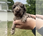 Small Photo #22 Goldendoodle Puppy For Sale in HOWARD CITY, MI, USA