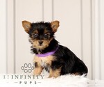 Small #4 Yorkshire Terrier