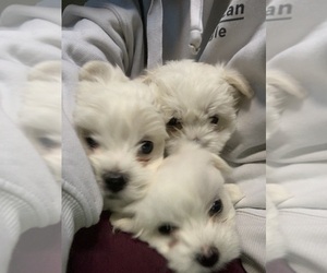 Maltese Puppy for sale in NEW BRIGHTON, PA, USA