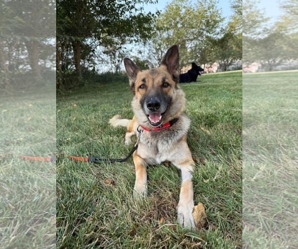 Medium Photo #7 German Shepherd Dog Puppy For Sale in Gretna, NE, USA