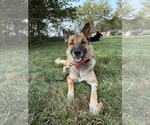 Small #6 German Shepherd Dog