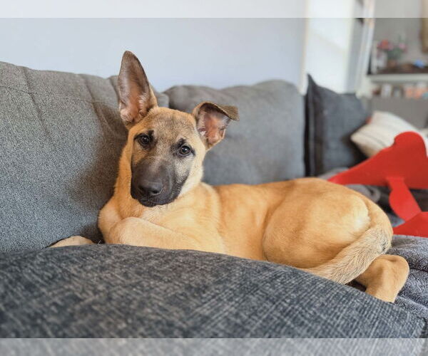 Medium Photo #1 Mutt Puppy For Sale in St. Louis Park, MN, USA