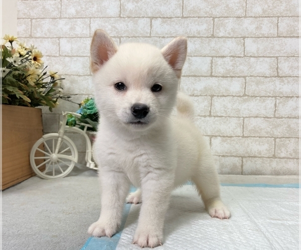 Medium Photo #3 Shiba Inu Puppy For Sale in BEVERLY HILLS, CA, USA