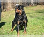 Small Photo #1 Rottweiler Puppy For Sale in NAPPANEE, IN, USA