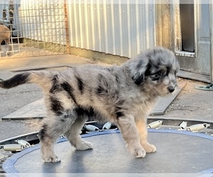 Aussiedoodle Puppy for sale in READING, MN, USA