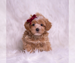 Small Photo #56 Maltipoo (Miniature) Puppy For Sale in WARSAW, IN, USA