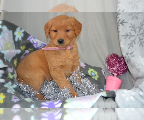 Medium Photo #27 Golden Retriever Puppy For Sale in GREENWOOD, WI, USA