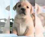 Small #5 Labrador Retriever