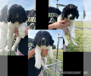 Saint Bernewfie Puppy for sale in HARTFORD CITY, IN, USA