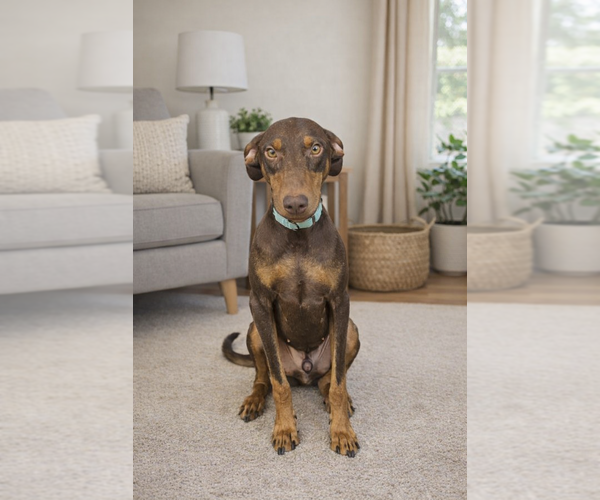 Medium Photo #5 Doberman Pinscher-Unknown Mix Puppy For Sale in San Diego, CA, USA