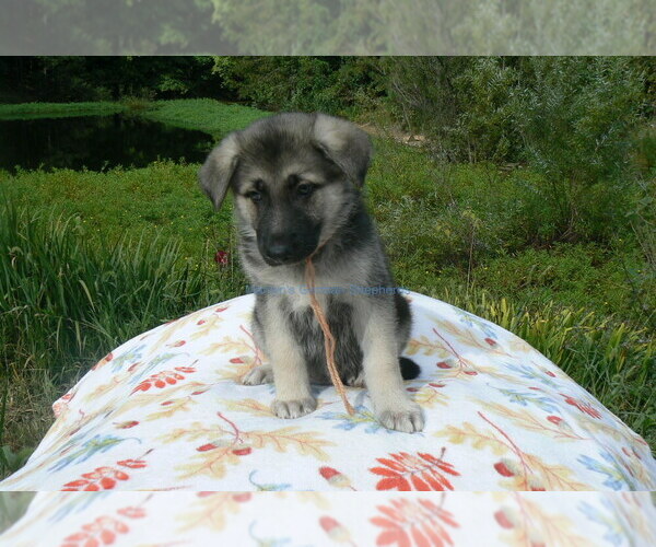 Medium Photo #3 German Shepherd Dog Puppy For Sale in PIEDMONT, MO, USA