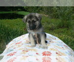Small #2 German Shepherd Dog
