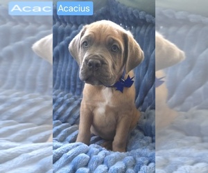 Cane Corso Puppy for sale in MINERAL WELLS, WV, USA