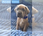 Image preview for Ad Listing. Nickname: Acacius