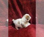 Small #47 Yorkshire Terrier