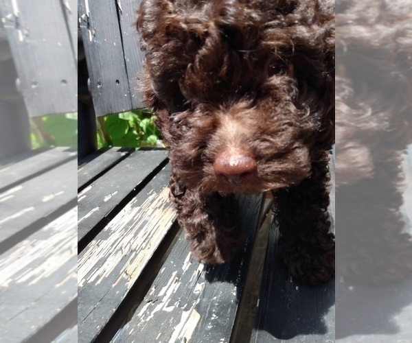 Medium Photo #5 Poodle (Toy) Puppy For Sale in SAVANNAH, GA, USA