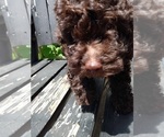 Small Photo #5 Poodle (Toy) Puppy For Sale in SAVANNAH, GA, USA