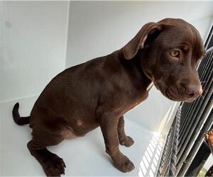 American Pit Bull Terrier-Unknown Mix Dogs for adoption in Augusta, GA, USA