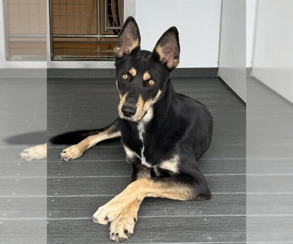 Medium Photo #1 German Shepherd Dog-Unknown Mix Puppy For Sale in San Bernardino, CA, USA