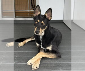 German Shepherd Dog-Unknown Mix Dogs for adoption in San Bernardino, CA, USA