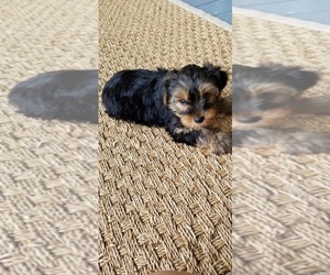 Yorkshire Terrier Puppy for sale in SUMMERVILLE, SC, USA