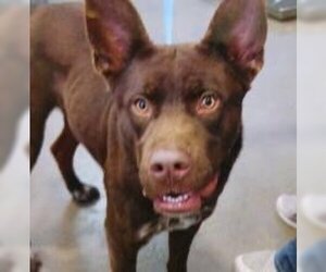 Australian Kelpie Dogs for adoption in Pampa, TX, USA