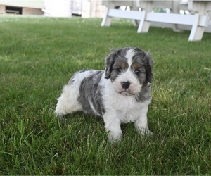 Cavapoo Puppy for sale in MILLERSBURG, OH, USA