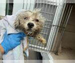 Small Wheaten Terrier Mix