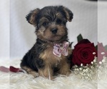 Small #11 Morkie