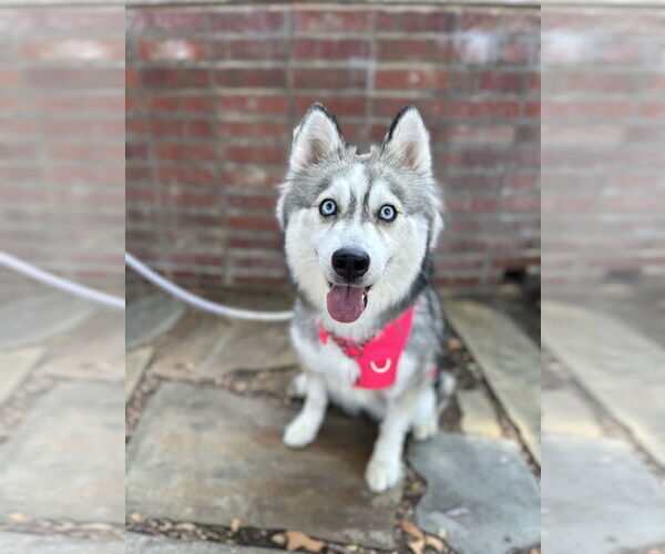 Medium Photo #2 Siberian Husky Puppy For Sale in Carrollton, TX, USA