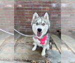 Small #1 Siberian Husky